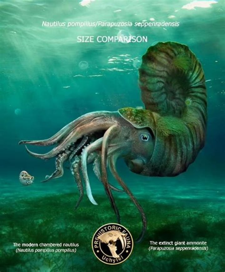 Are chambered nautilus extinct?