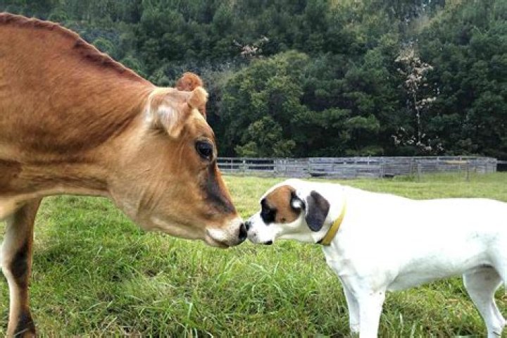Are horses afraid of cows?
