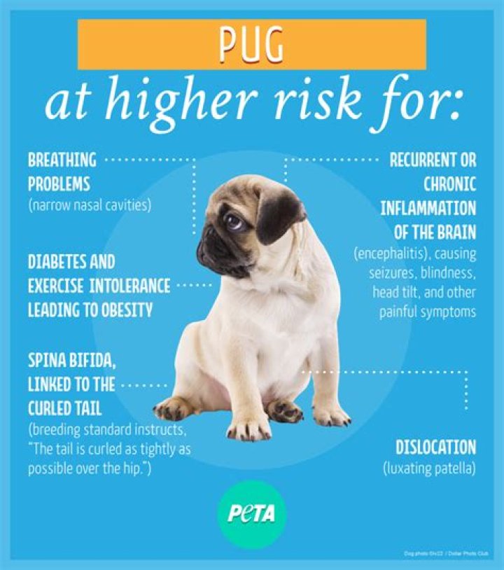 Are pugs prone to disease?