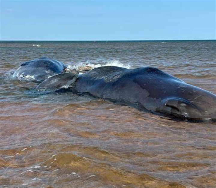 Are there whales in PEI?