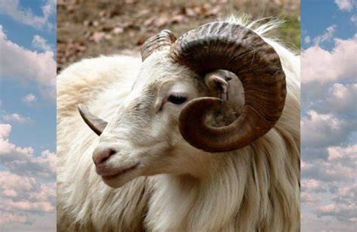 Can goats have curly horns?
