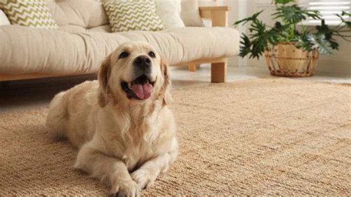 Como fazer para ter um golden em apartamento?