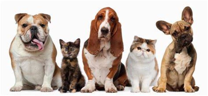 ¿Cuánto cuesta disecar a un perro?