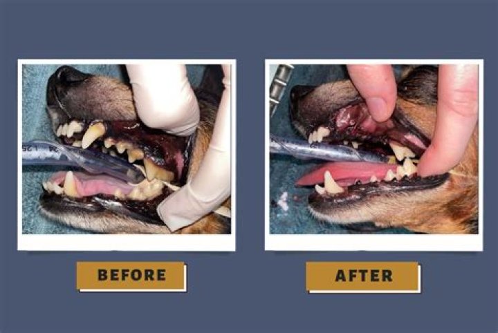 Do vets sedate dogs to clean teeth?