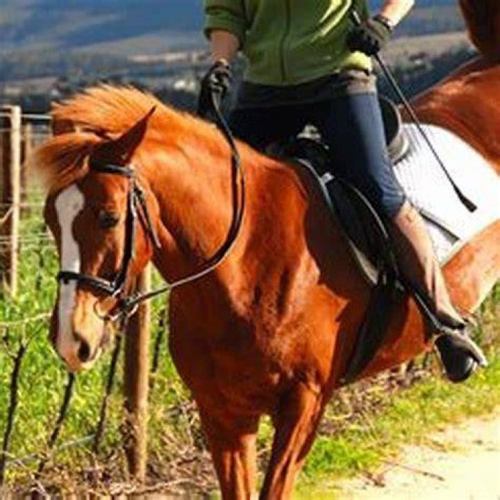 How do you deal with a sour barn horse?