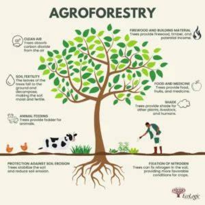 How does agroforestry help the environment?