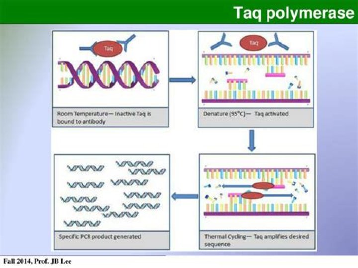 How does Taq polymerase work?
