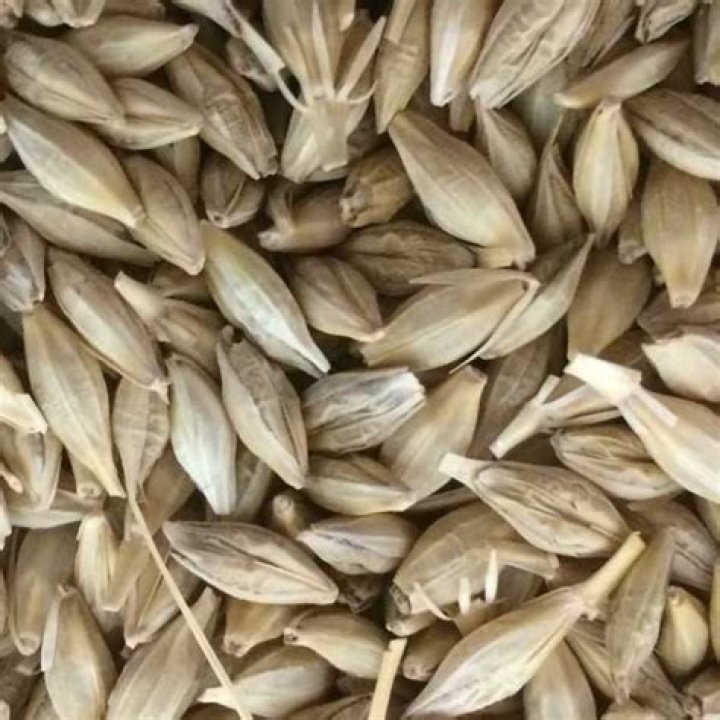 How many kg is a barley seed?