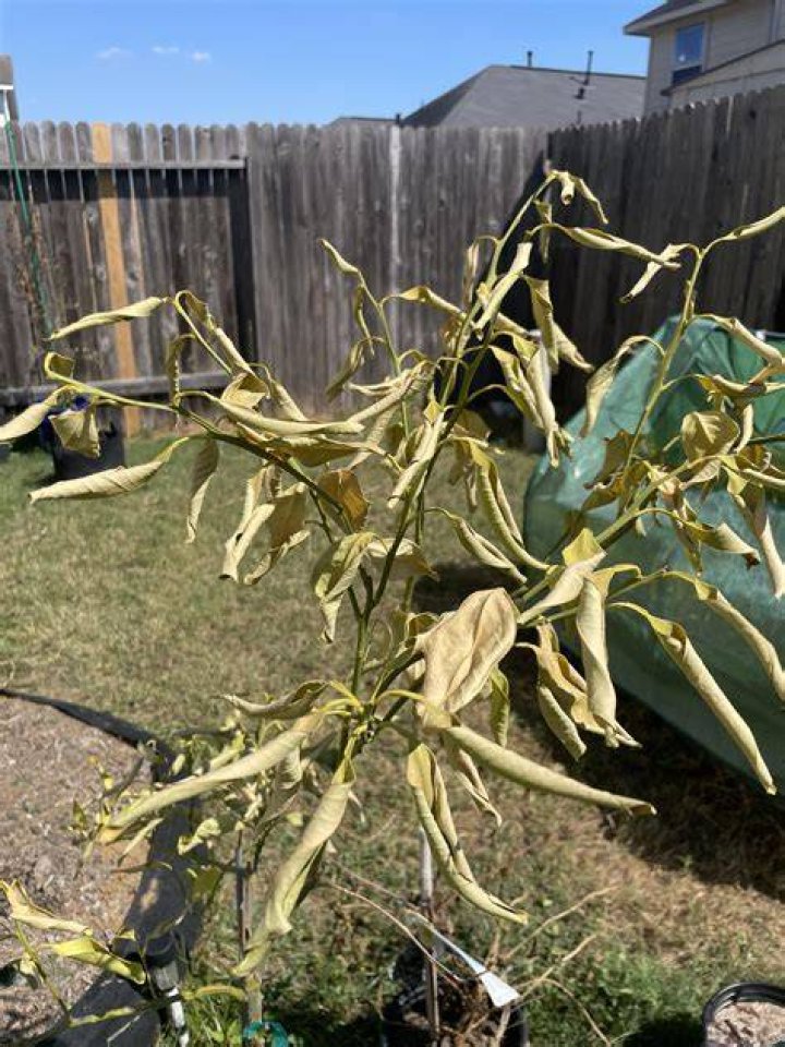 How often should I water my satsuma tree?