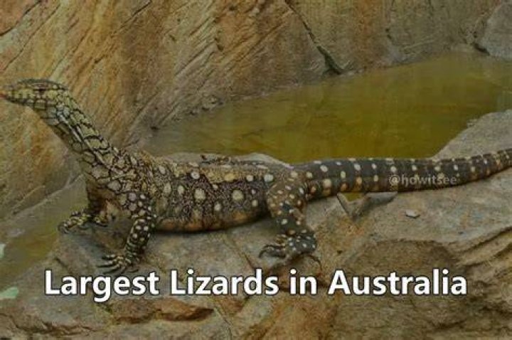 What is the largest lizard in Australia?
