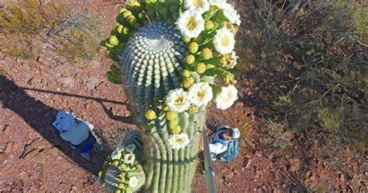 What is the national flower of Arizona?