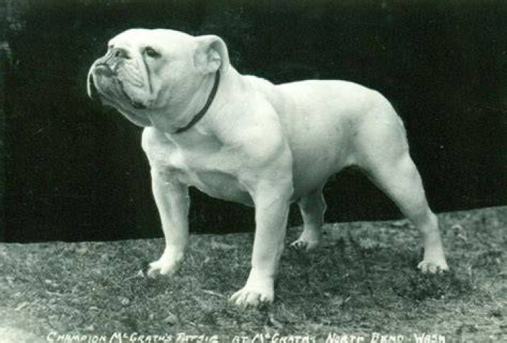 What was the old English Bulldog bred for?