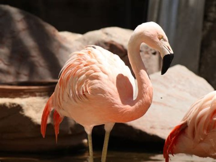 Where can I see animals in Las Vegas?