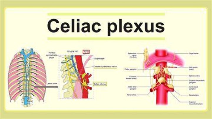 Where is the celiac nerve?