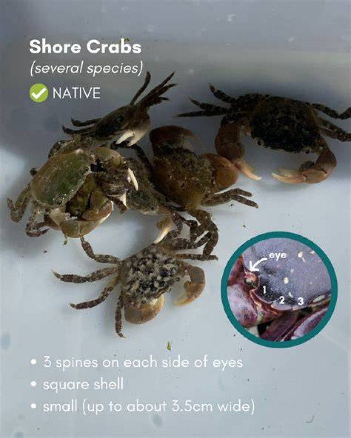 Where is the European green crab native to?